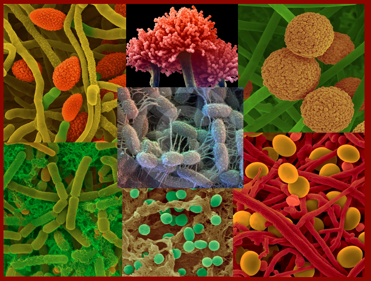 bacteria in soil