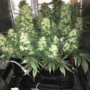 hlg5500-dwc-cannabis-led-grow-light-by-rumplenuggrower-450x450